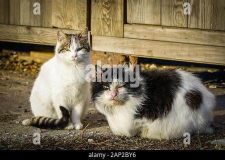 Couple of homeless cat wait for better days Stock Photo