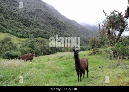 Lamas on a meadow in Ecuador travel Stock Photo