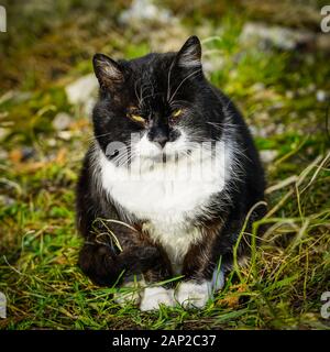 Sick homeless cat wait for better days Stock Photo