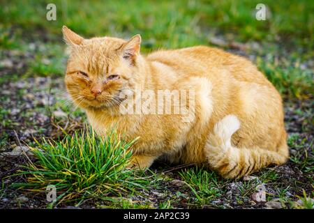 Sick homeless cat wait for better days Stock Photo