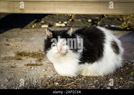 Sick homeless cat wait for better days Stock Photo