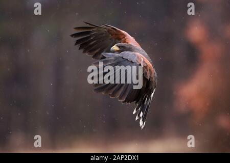 Harris's hawk landing during rainfall in autumnal forest with orange background Stock Photo