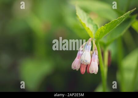 Close-up of Colorful, New Milkweed Flowers Stock Photo