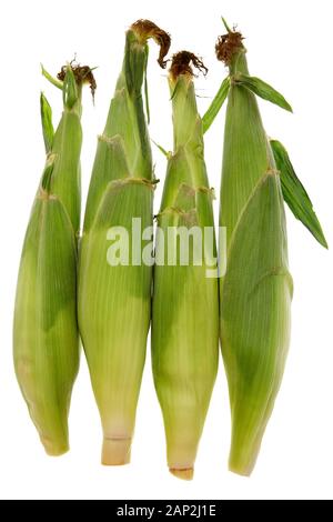 Four corn cobs in a row isolated on white background. Yellow kernels not showing.  Isolated on white. Stock Photo