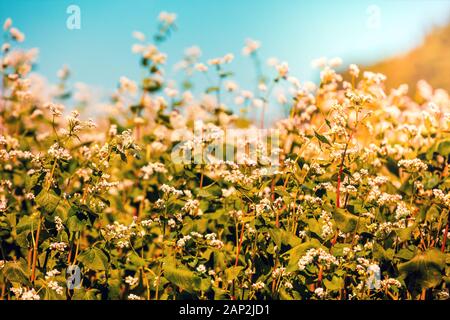 Buckwheat field against blue sky. Nature background Stock Photo