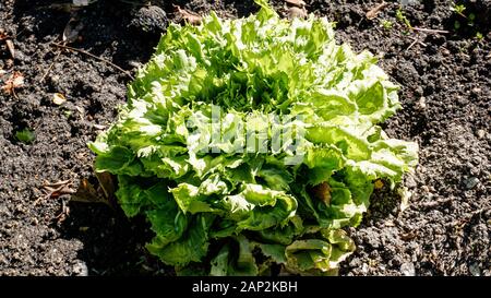 Escarole plants closeup Stock Photo