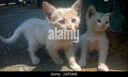 Two dirty white kittens on the street with a different eye color Stock Photo