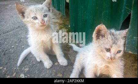 Two dirty white kittens on the street with a different eye color Stock Photo