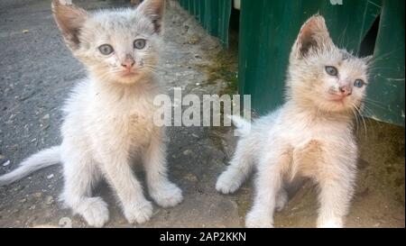Two dirty white kittens on the street with a different eye color Stock Photo