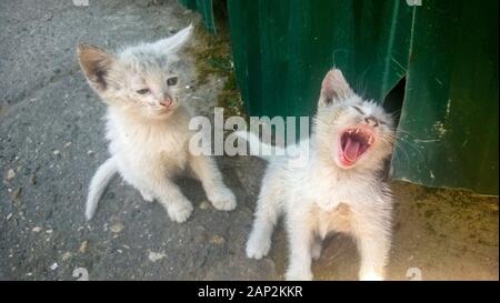 Two dirty white kittens on the street with a different eye color Stock Photo