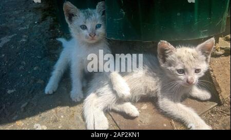 Two dirty white kittens on the street with a different eye color Stock Photo