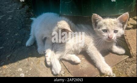 Two dirty white kittens on the street with a different eye color Stock Photo