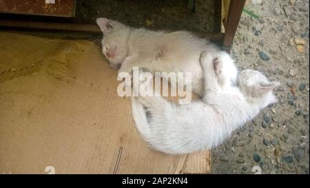 Two dirty white kittens sleeping on the street on cardboard Stock Photo