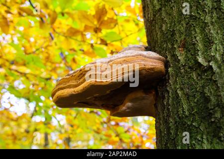 Belted birch tree polypore (piptoporus betulinus formitopsis betulina) growing on bark of dead tree with blurred golden yellow leaves background - Vie Stock Photo