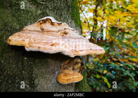 Belted birch tree polypore (piptoporus betulinus formitopsis betulina) growing on bark of dead tree with blurred golden yellow leaves background - Vie Stock Photo