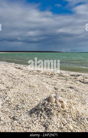 Low perpective view of Fragum Cockle Shell Beach and the Indian Ocean along Shark Bay in Western Australia. Stock Photo