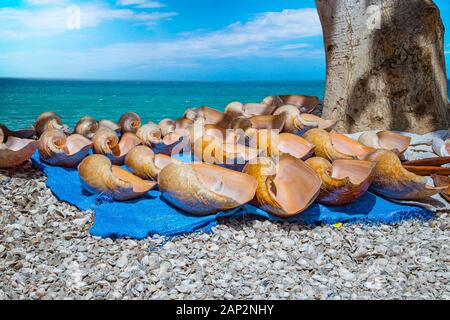 Natural background where large seashells lie on a blue blanket on the shells beach and behind them is the sea. Local people sell them as a souvenir to Stock Photo