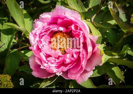 A glorious double frilly pink tree peony flowering in mid-Spring in a Wiltshire English garden Stock Photo