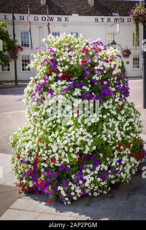A tall column of multi-coloured petunias form an amazing tower of colour in the centre of Calne town in Wiltshirre England UK beside the London to Bat Stock Photo