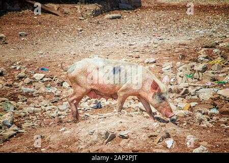 A pink pig running on Fadiouth Island in Senegal, Africa. There is garbage around. There is garbage around. It is the only place in Senegal where pigs Stock Photo