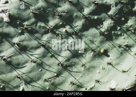 Cactus surface with spines, background, copy paste Stock Photo