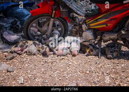 A small pink pigs are sleeping in the shade of an old motorbike on the ground from shells on Fadiouth Island in Senegal, Africa. It is the only place Stock Photo