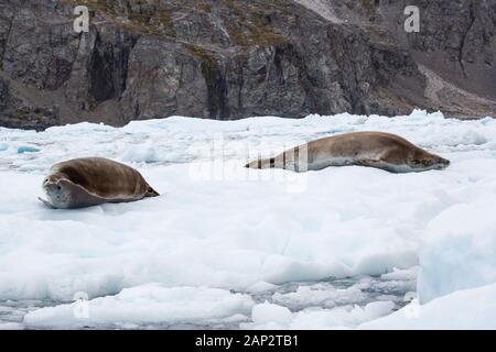 Crabeater Seal (Lobodon carcinophaga) on an iceberg in Antarctica. Crabeater seals are the most common large mammal on the planet after humans, with a Stock Photo