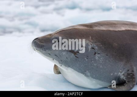 Crabeater Seal (Lobodon carcinophaga) on an iceberg in Antarctica. Crabeater seals are the most common large mammal on the planet after humans, with a Stock Photo