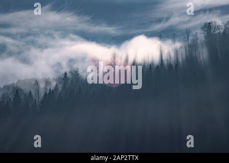 Abstract landscape of fog and sunbeams over winter pine forest. Pine trees silhouette. Stock Photo