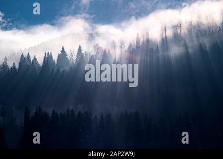 Abstract landscape of fog and sunbeams over winter pine forest. Pine trees silhouette. Stock Photo