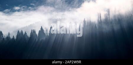 Abstract landscape of fog and sunbeams over winter pine forest. Pine trees silhouette. Stock Photo