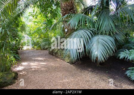 Pathway through the botanical garden in Vienna Palmenhaus with a tropical plants and trees, Austria Stock Photo