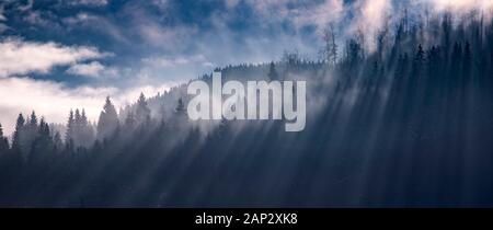 Abstract landscape of fog and sunbeams over winter pine forest. Pine trees silhouette. Stock Photo