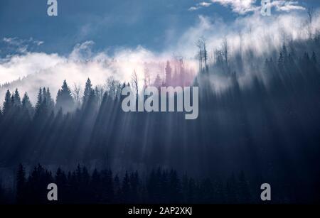 Abstract landscape of fog and sunbeams over winter pine forest. Pine trees silhouette. Stock Photo