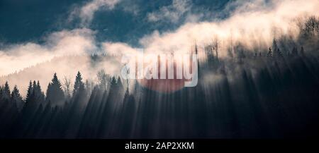 Abstract landscape of fog and sunbeams over winter pine forest. Pine trees silhouette. Stock Photo
