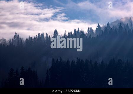 Abstract landscape of fog and sunbeams over winter pine forest. Pine trees silhouette. Stock Photo