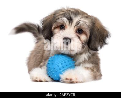 Cute lying havanese puppy dog with a blue toy ball - isolated on white background Stock Photo