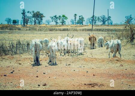 A herd of white African cows walks through the savannah near Dakar, Senegal. Baobabs are visible in the background. Stock Photo