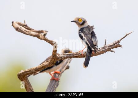 White-crested Helmetshrike (Prionops plumatus), adult perched on a branch, Mpumalanga, South Africa Stock Photo