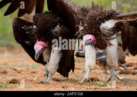 Lappet-faced vulture (Torgos tracheliotos), two adults displaying, Mpumalanga, South Africa Stock Photo