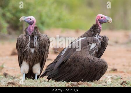 Lappet-faced vulture (Torgos tracheliotos), two adults standing on the ground, Mpumalanga, South Africa Stock Photo