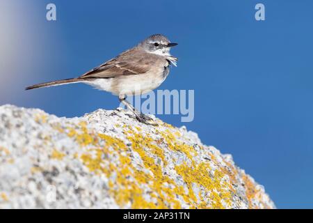 Cape Wagtail (Motacilla capensis), side view of an adult perched on a rock, Western Cape, South Africa Stock Photo