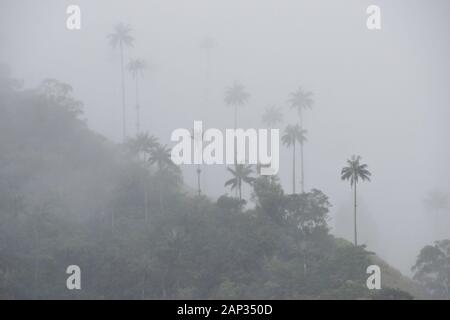 Wax palms (Colombia's national tree) and tropical vegetation in the Cocora Valley near Salento, Quindio Department, Colombia, on a misty and rainy day Stock Photo