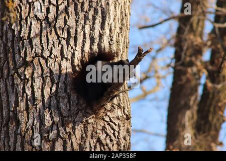 Black Squirrel sitting on tree branch Stock Photo