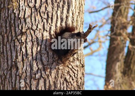 Black Squirrel sitting on tree branch Stock Photo
