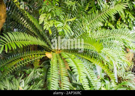 Encephalartos arenarius,  endemic to South Africa Stock Photo