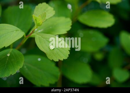 From above brilliant dew on small vivid green leaves of spirea bush growing in summer garden Stock Photo