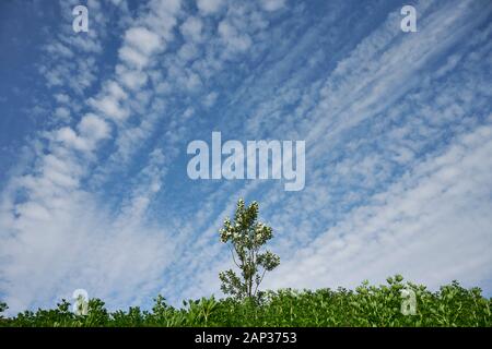 From below row of light cirrostratus clouds on blue sky over field in summer day Stock Photo