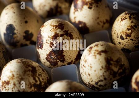 Quail eggs in a plastic box. Stock Photo