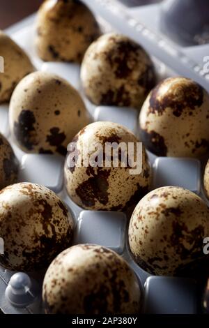Quail eggs in a plastic box. Stock Photo